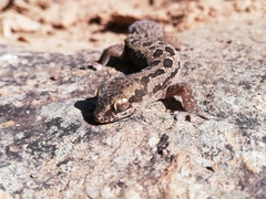 Pachydactylus maculatus