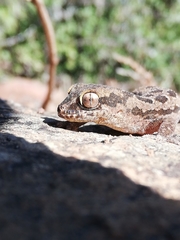 Pachydactylus maculatus