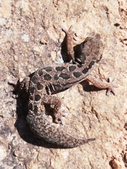 Pachydactylus maculatus