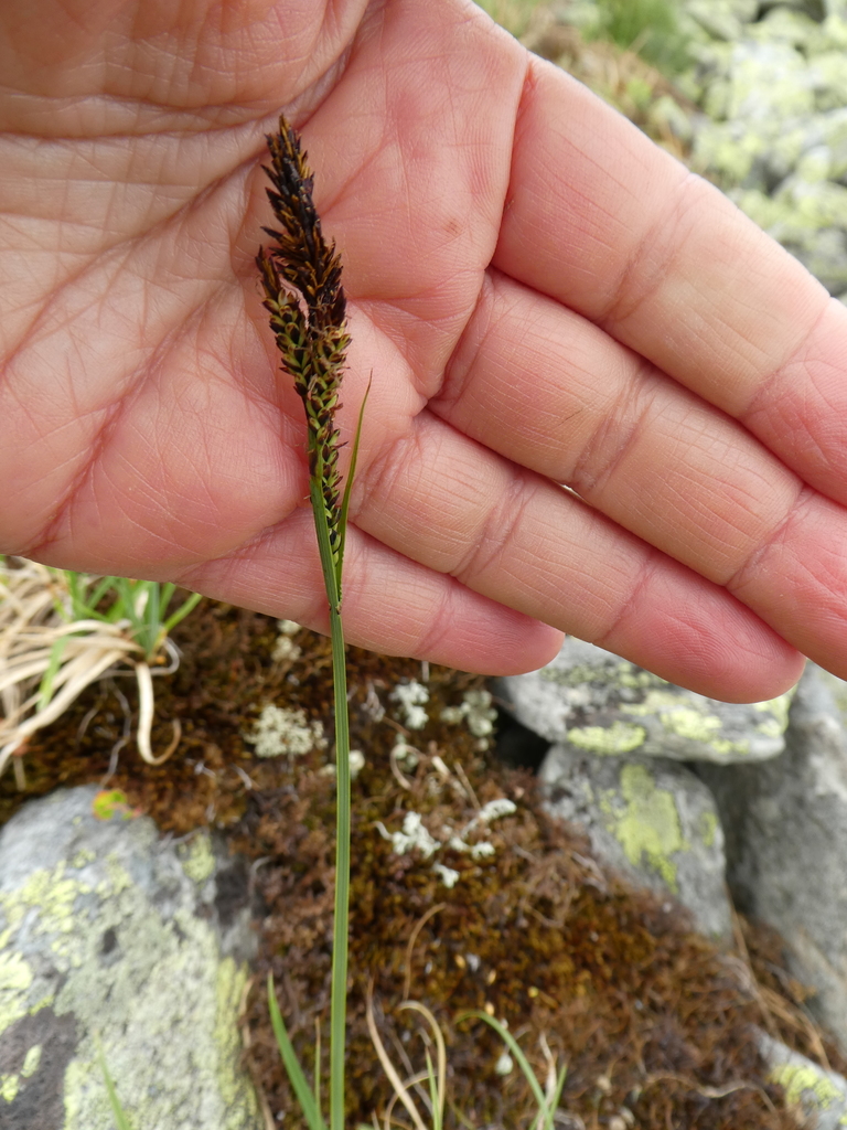 Bigelow's sedge from г. Карпинск, Свердловская обл., Россия on July 21