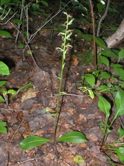 Platanthera bifolia