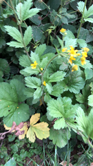 Geum macrophyllum