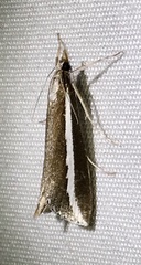 Carectocultus perstrialis