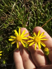 Senecio spathulatus