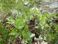 Salix myrtilloides