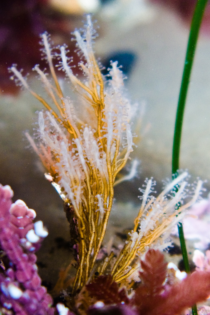 Coryne eximia