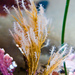 Coral de Fuego - Photo (c) Ken-ichi Ueda, algunos derechos reservados (CC BY)
