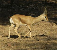 Gazella bennettii