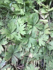 Anemonastrum baicalense