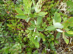 Salix myrtilloides