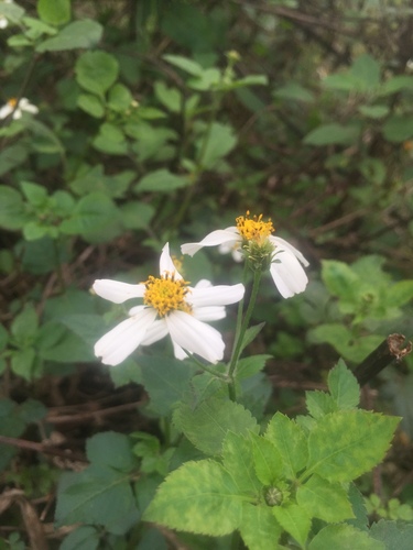 White beggarticks