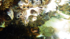 Aulactinia verrucosa