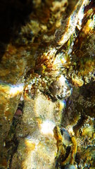 Aulactinia verrucosa