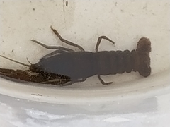 Austropotamobius pallipes