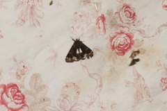 Catephia alchymista