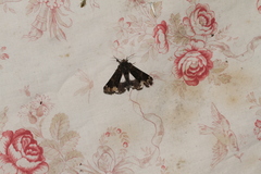 Catephia alchymista