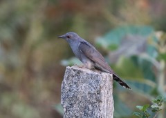 Cacomantis passerinus