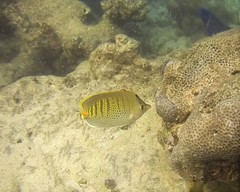 Chaetodon punctatofasciatus