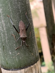 Notobitus