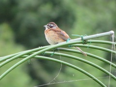Emberiza cioides