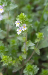 Euphrasia maximowiczii
