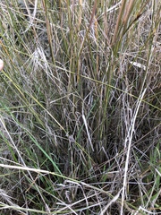 Eragrostis infecunda