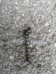 Cordulegaster boltonii