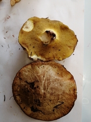 Suillus placidus
