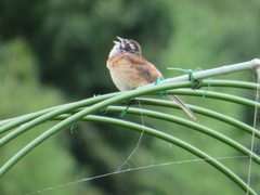 Emberiza cioides