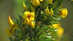 Cyclopia pubescens