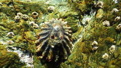 Patella ulyssiponensis