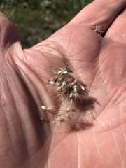 Enneapogon nigricans