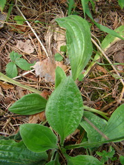 Plantago media