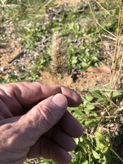 Enneapogon nigricans