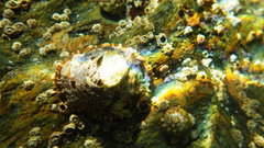 Patella ulyssiponensis