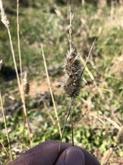 Enneapogon nigricans