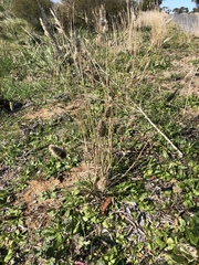 Enneapogon nigricans