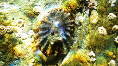 Patella ulyssiponensis