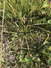 Sisyrinchium septentrionale