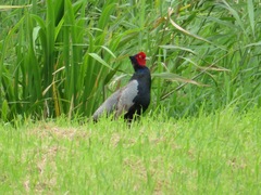 Phasianus versicolor