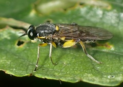 Solva marginata