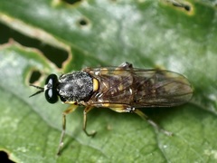 Solva marginata
