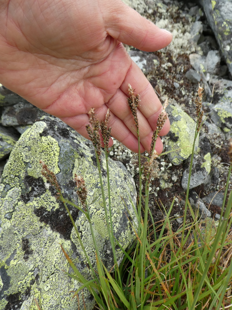 Bigelow's sedge from г. Карпинск, Свердловская обл., Россия on July 21
