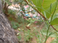 Lipotriches ceratina