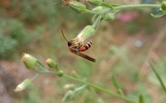 Lipotriches ceratina