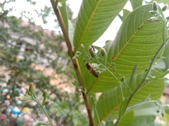 Lipotriches ceratina