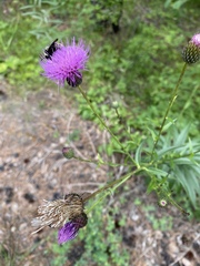 Cirsium serratuloides