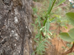 Lipotriches ceratina