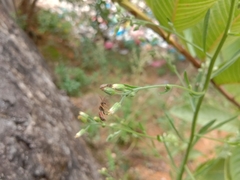 Lipotriches ceratina