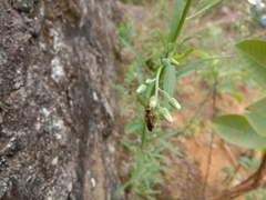 Lipotriches ceratina